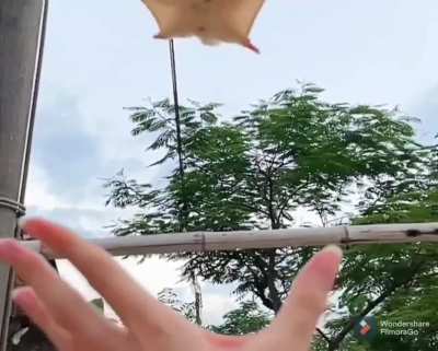 A flying hug