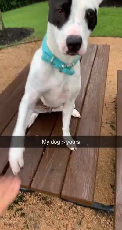 My dog wanda, just look at her shoulders