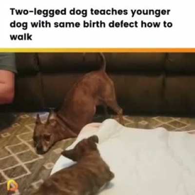 Wiser older dog teaches a puppy