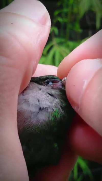 Removing a tick from a hummingbird&rsquo;s eye