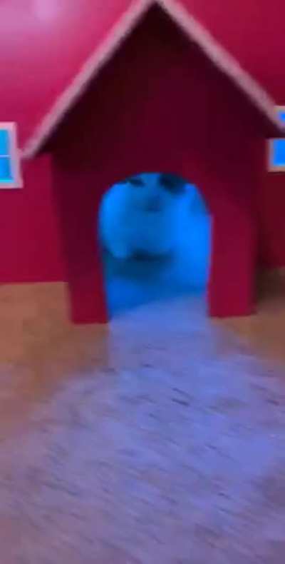 Getting lit in the Cat House