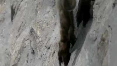 Ibex can scale sheer walls with relative ease
