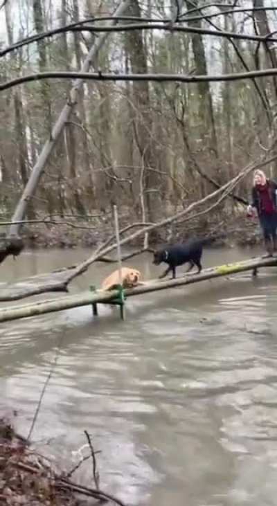 Woof irl