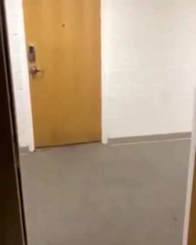 Ferocious beast makes way into a dorm