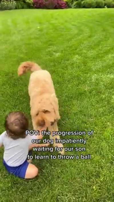 the progression of a dog impatiently waiting for the kid to learn to throw a ball