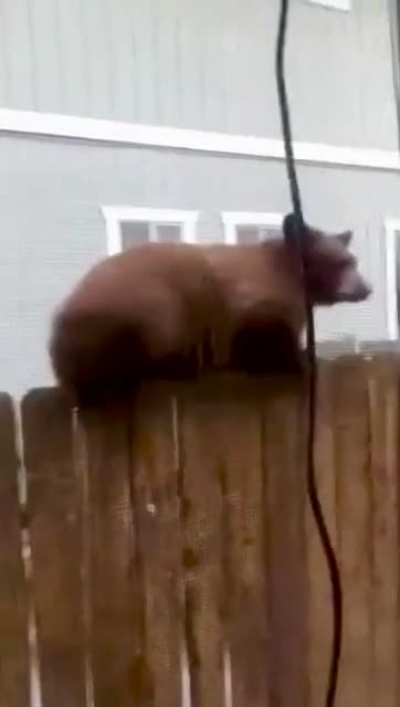 The most stealthy hitbear in the world