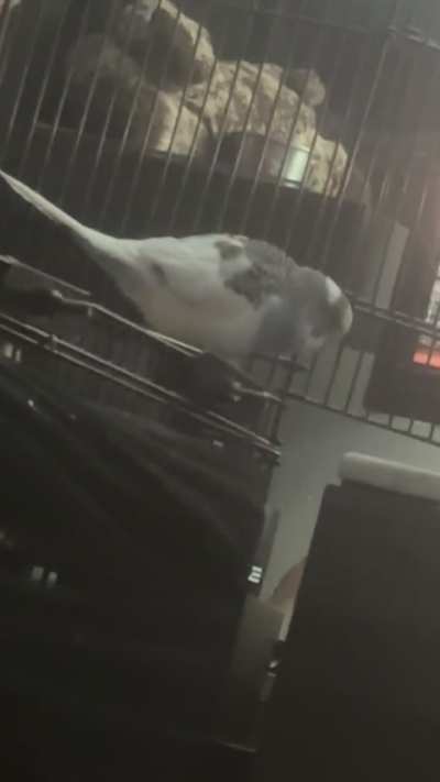 His mate suddenly died today and this is him, tail bobbing?