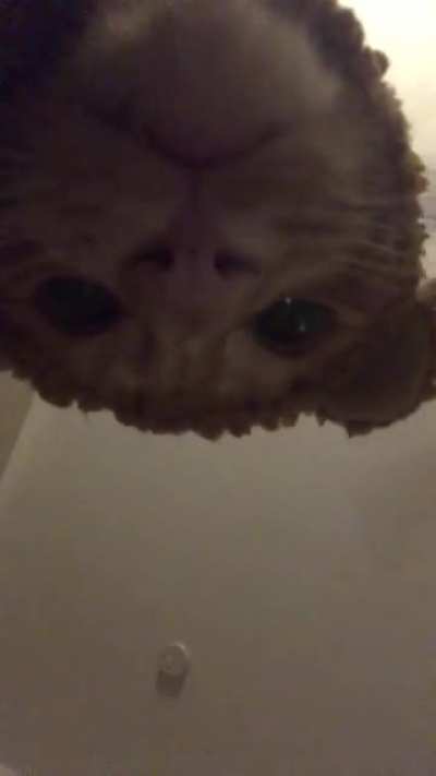 POV: What you see before dying at the hands of a savage bear.
