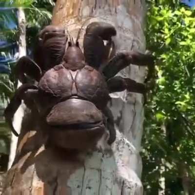 The Coconut Crab, at 3 feet wide, it&rsquo;s the largest terrestrial arthropod in the world