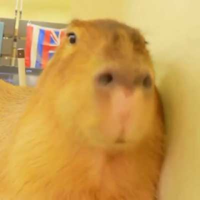 Capybara