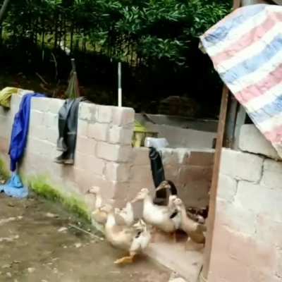 Gonna duck out