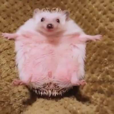 ich🦔iel