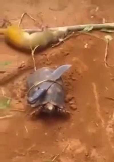 TMNT