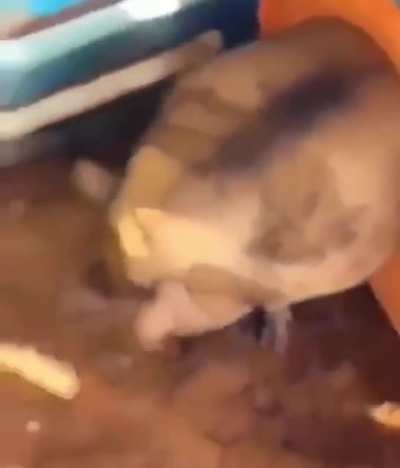 EL CERDO GRACIOSO