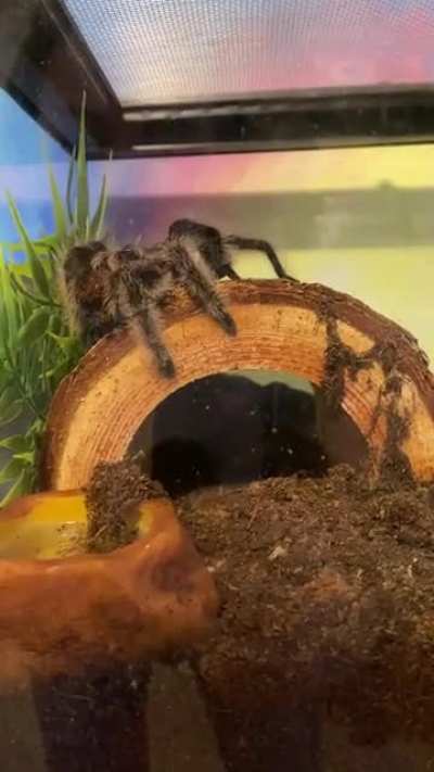 Spider Gwen Stefani showing me what she really thinks of her fresh water&hellip;
