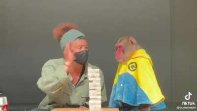 Jenga with a monkey