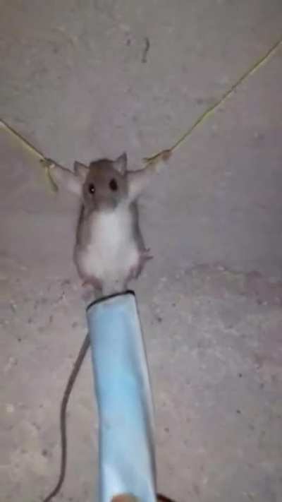 Xd