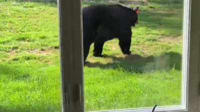 The Cheshire...BEAR???