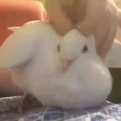 No memes for today, have bird
