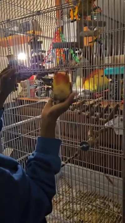 Is this normal conure behavior? She kept swinging and I didn&rsquo;t want her to fall so I kept my hand under her? 🦜