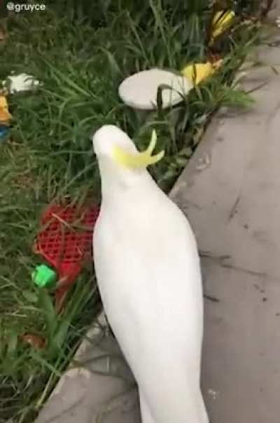 birb goes AAAAAAAAAAAAH