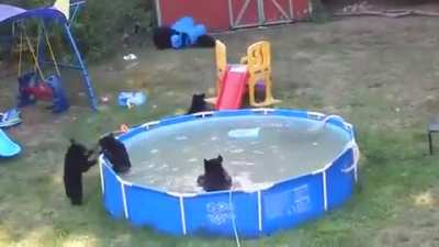 🔥 A family of black bears partying in someone&rsquo;s backyard 🔥