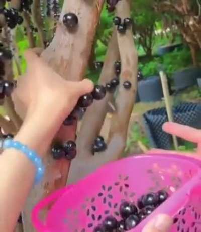 Some trees grow their flowers and fruit directly from their trunks. The term for this is Cauliflory. It&rsquo;s a strategy evolved so climbing animals can pollinate or disperse their seeds. This is a Brazilian jaboticaba grape tree.