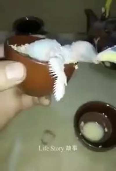 This guy saved the life of a parrot who&rsquo;s mother passed away and took care of it