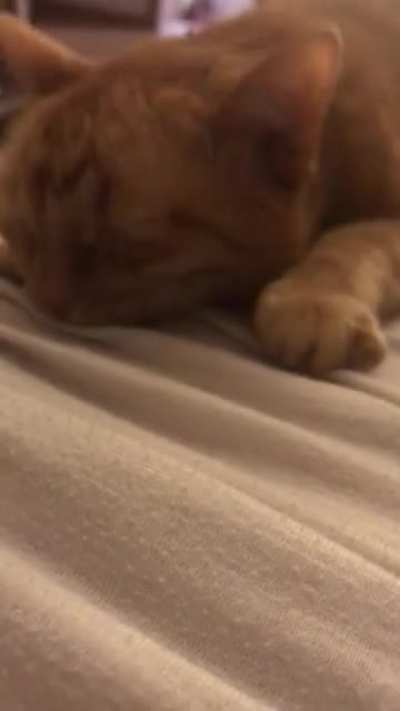 My cat Cricket giving cuddles