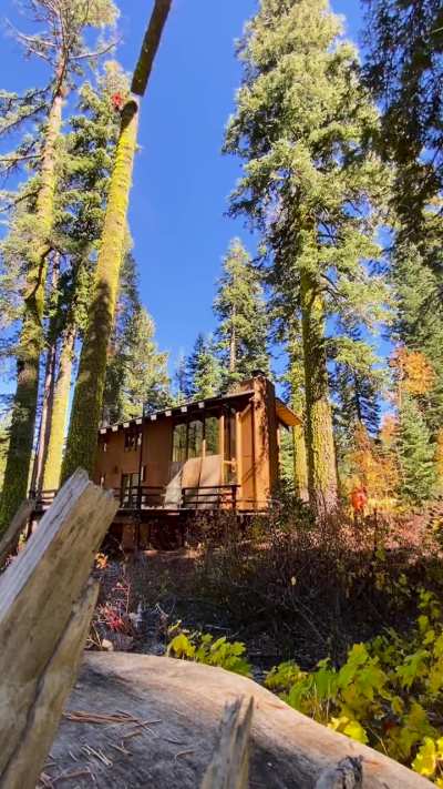 Big fir takedown