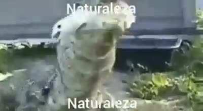 Naturaleza