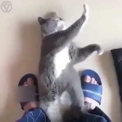 When your cat practices Tai Chi ... 😂😂😂
