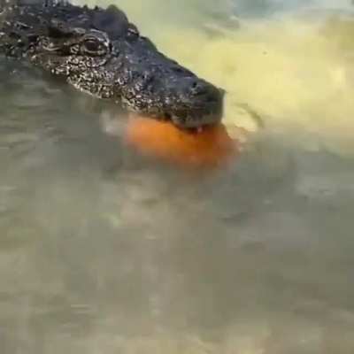 Despite being obligate carnivores, Crocodilians love to eat fruit and other plant matter. This is done to supplement their diet with extra vitamins and fibers.