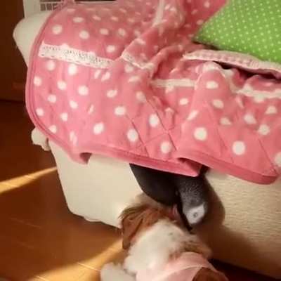 Hey, wanna play? - Dog probably