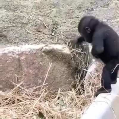 monke