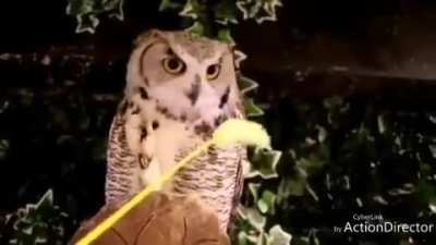Superb playtime with a feather toy - and look at those talons