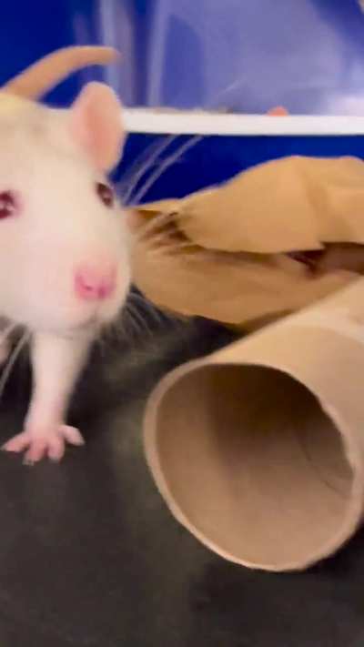 I&rsquo;m so in love with my little rats