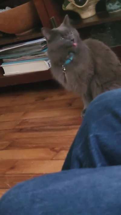 My cat is stuck.