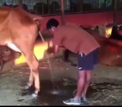 Dude drinking cow urine and washing his face with it