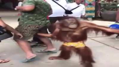 Munkey grabs banan