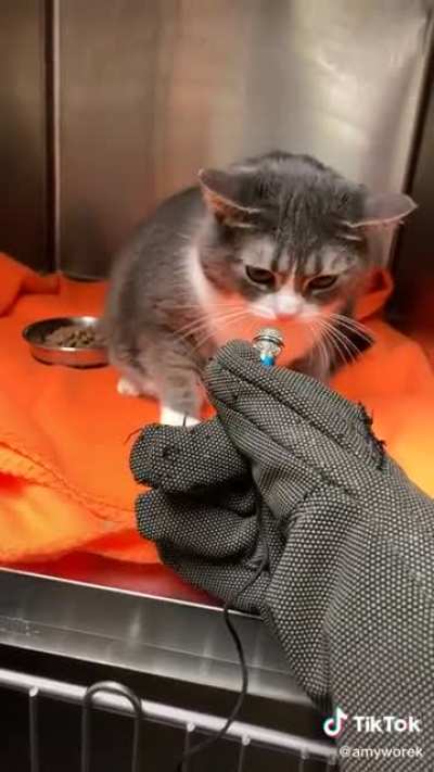 Cats who eat bees might yell