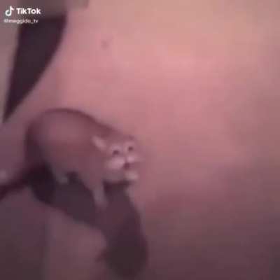 Esses gatos t&atilde;o evoluindo cada vez mais...