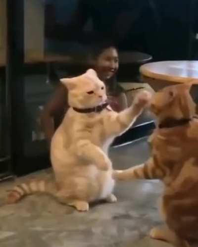 Canadian Catfight