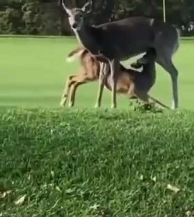 cursed_golf