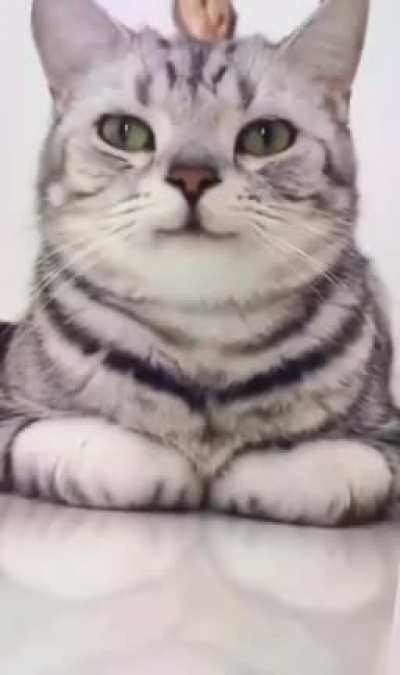 cat smile