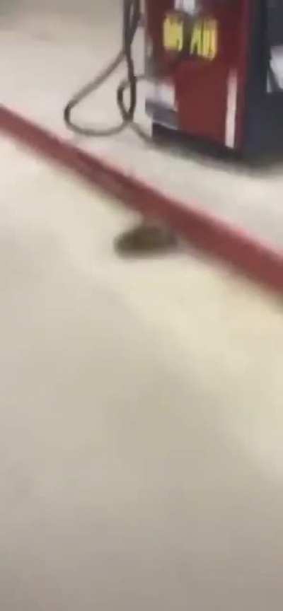hello little rat