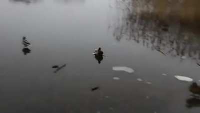 Smooth as duck