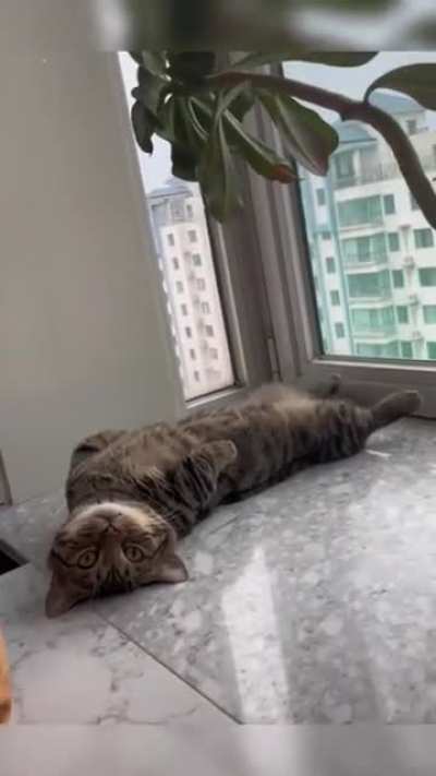 Laid back startle