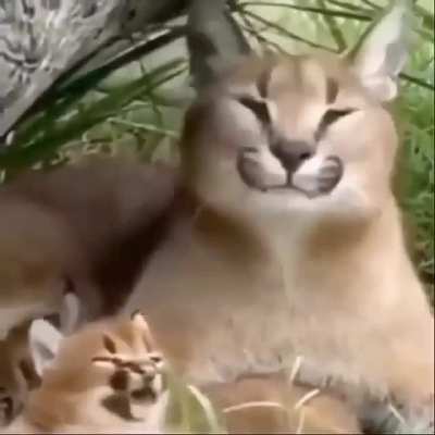 floppa mam&aacute; y floppa bebe