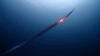 Divers encountering an oarfish